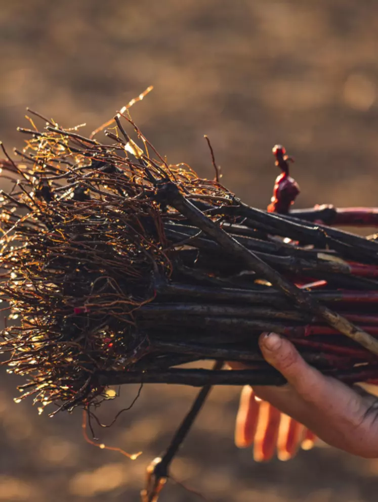 Bourgogne | Un Guide Pour Aider Le Vignoble Bourguignon à Diversifier ...