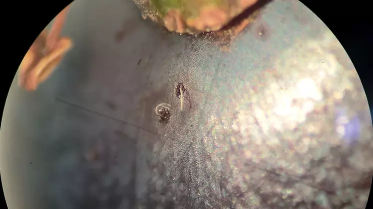 Ponte de Drosophila suzukii sur raisin © D. Binet