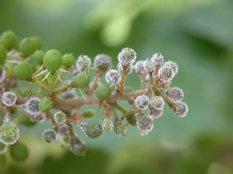 L’espèce de mildiou importée en Europe s’est adaptée à Vitis vinifera. © Inrae