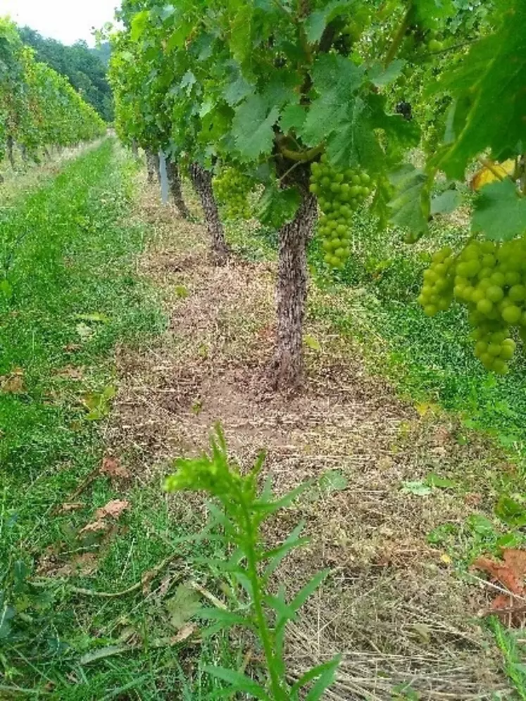 Alain Kuehn, vigneron alsacien basé dans le Haut-Rhin à Sigolsheim, pratique l’enherbement naturel maîtrisé (ENM) sous le cavaillon. Un enherbement qu'il roule une ou deux fois par saison.