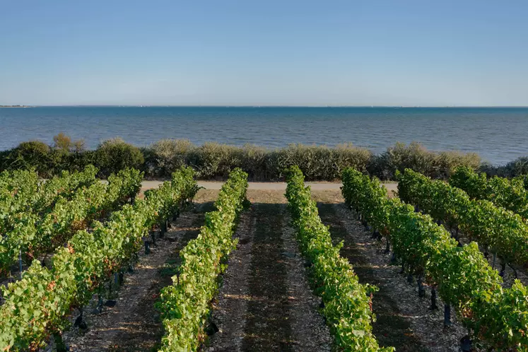 Le domaine Arica veut diversifier ses cépages blancs. Le chardonnay et le chenin sont venus s'ajouter au sauvignon.