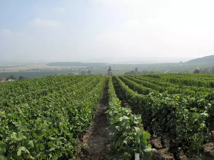 Le stockage du carbone dans les sols est l'une des voies privilégiées par la viticulture pour tendre vers la neutralité carbone. 