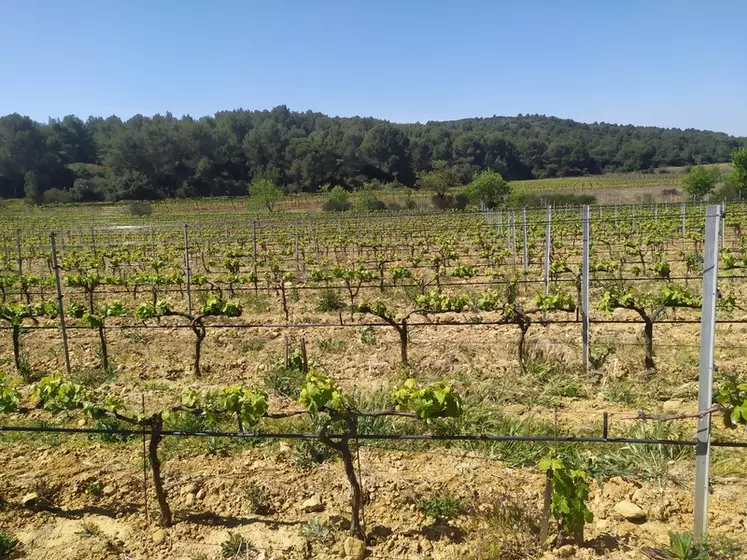 Le mandat de protection future permet de préserver le domaine viticole en cas d'altération de ses facultés.