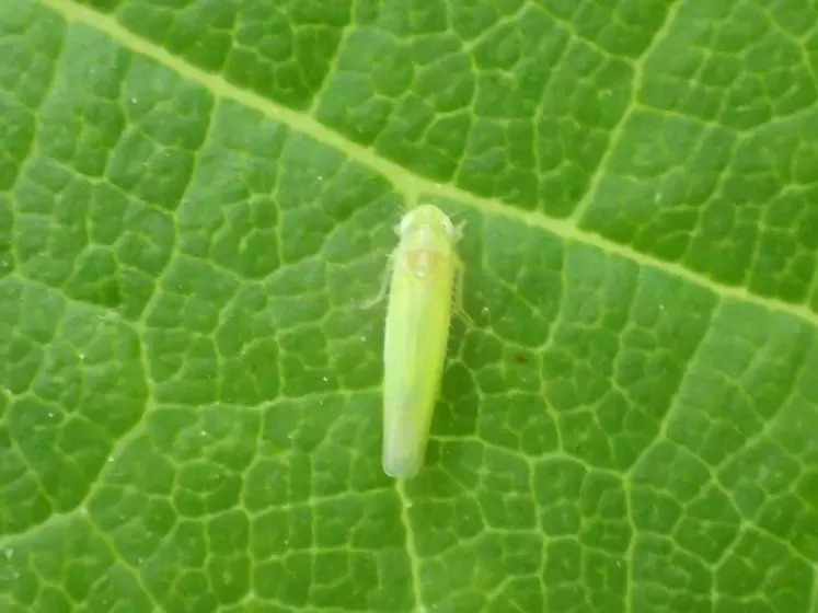 Même si la cicadelle des grillures est très liée au climat, une plus grande vigilance en milieu de saison pourrait être nécessaire, notamment sur les cépages sensibles. 