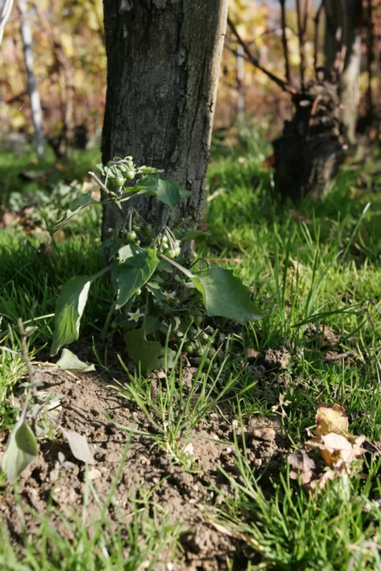 Morelle noireCette mauvaise herbe annuelle a une préférence pour les sols riches en azote et en humus. Mésophile, elle redoute les hivers rigoureux.Dicotylédone. Solanacée. Floraison de juin à octobre.