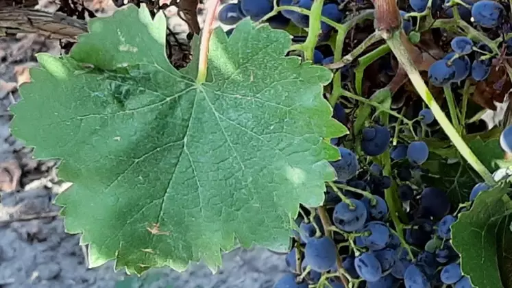 Le saperavi intéresse des propriétés viticoles du fait de sa bonne tolérance au stress hydrique. 