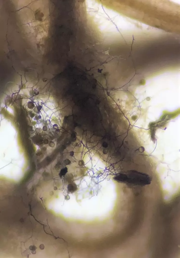 Le microbiote de la rhizosphère interagit avec la vigne, comme ce champignon qui développe son mycélium au milieu des racines.