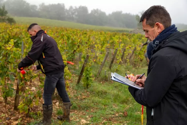 La prospection des jaunisses de la vigne devient de plus en plus ardue en Bourgogne, notamment à cause de l'augmentation des cas de bois noir.
