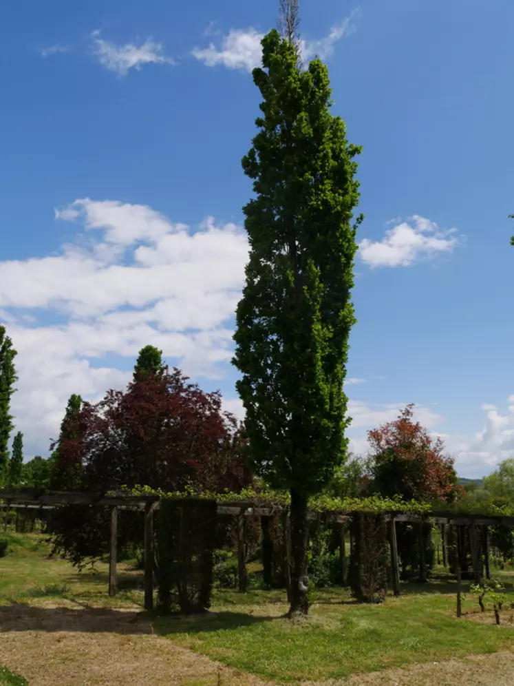 Il y a une vingtaine d'années, Alain Brumont a implanté dans son jardin des chênes fastigiés à 1,80 m des vignes afin de réaliser un test d'ombrage. 