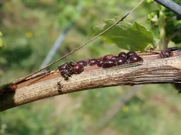 La cochenille du cornouiller (Parthenolecanium corni) est celle que l’on retrouve un peu dans tous les vignobles.