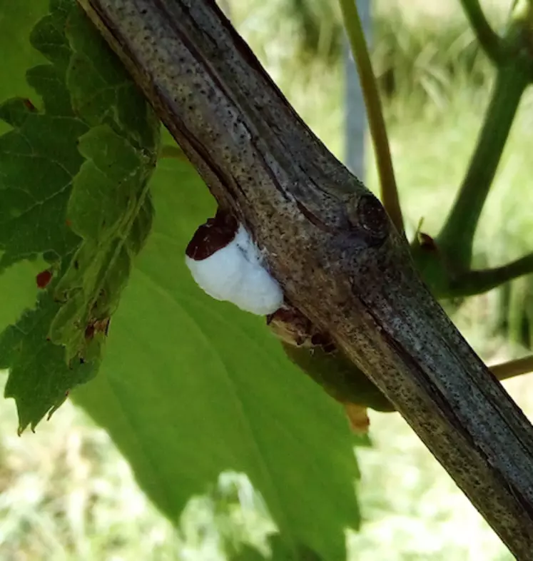 Pulvinaria vitis – Cochenille floconneuse de la vigne.
