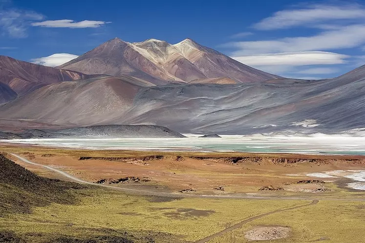 Le désert d'Atacama, au Chili, a servi de sujet d'étude pour les scientifiques. Les plantes qui y poussent vivent dans des conditions extrêmes.