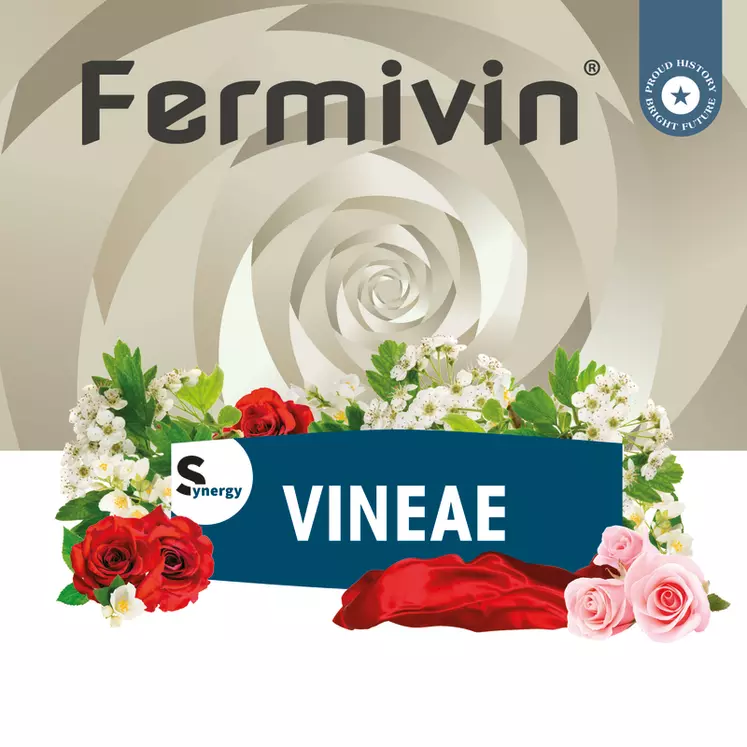 Œnobrands lance une levure Hanseniaspora vineae pour les vinifications 2022, nommée Fermivin Vineae. 
