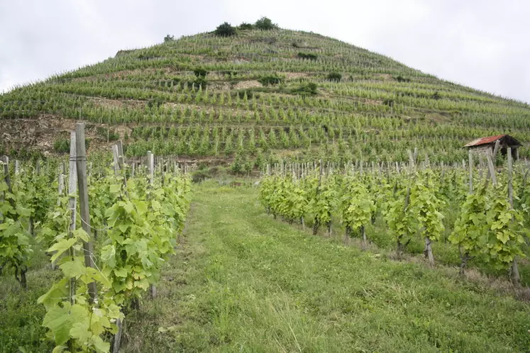 Les vignes en échalas ont un aspect esthétique indéniable.