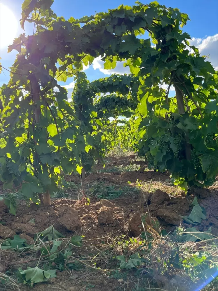 Les vignes en échalas, ici au domaine Les Grandes Vignes, ont un aspect esthétique indéniable.