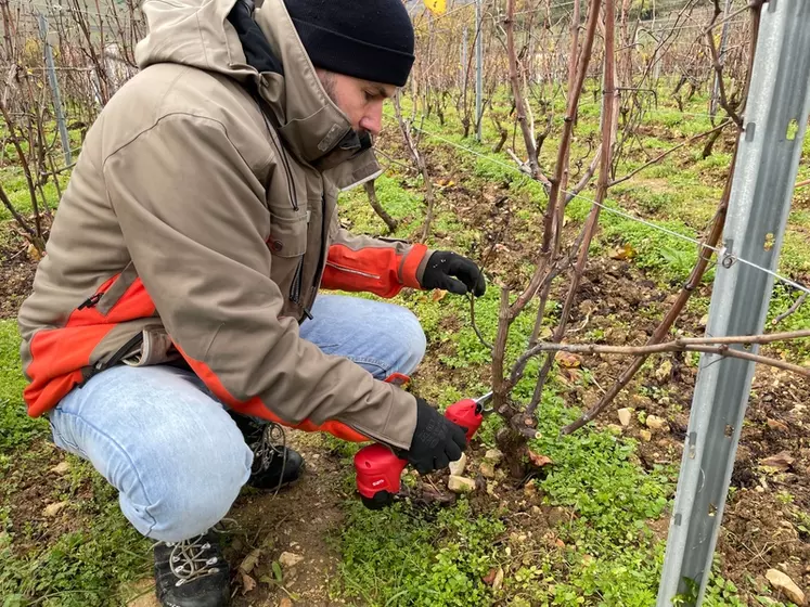 Sécateurs électriques viticoles : le sans-fil se taille une place dans les  vignes