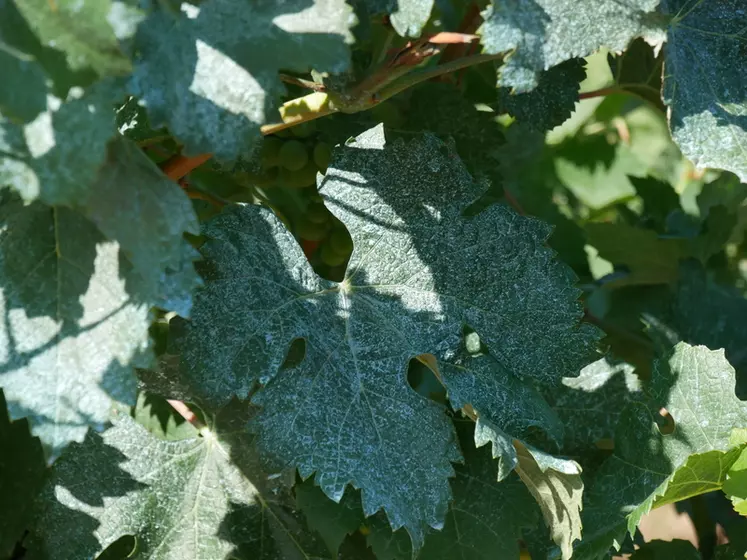 La bouillie est mieux étalée sur la feuille grâce à l'effet thixotrope de l'adjuvant LE 846.