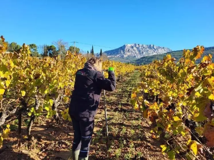 Les échantillons de sols de vignes en Provence seront analysés dans l'hiver afin d'estimer la qualité microbiologique des parcelles de la région.
