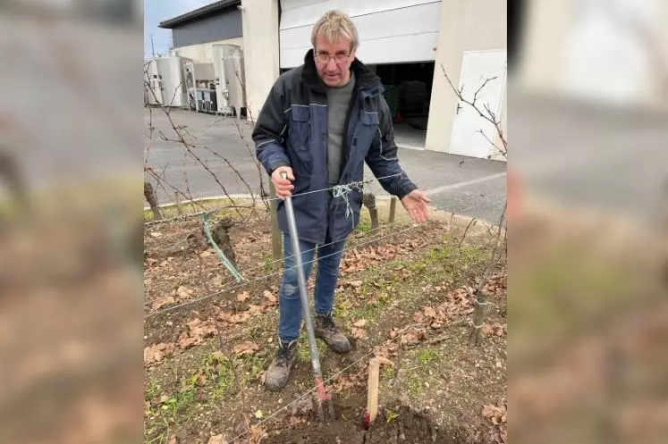 Christophe Lardière, responsable des propriétés de Jean-Luc Thunevin, à Saint-Émilion, en Gironde, a confectionné une petite fourche pour planter ses 1 000 complants tous les printemps.