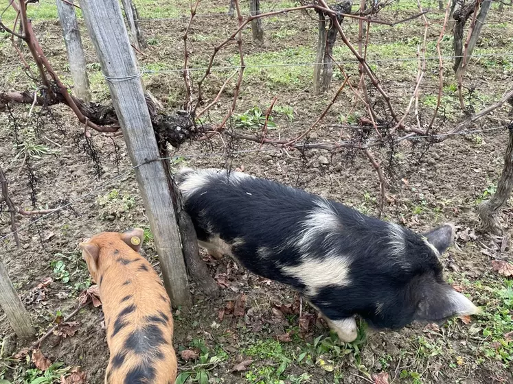 Les cochons Kunekune aiment se frotter contre les piquets de palissage ou contre les ceps de vigne.