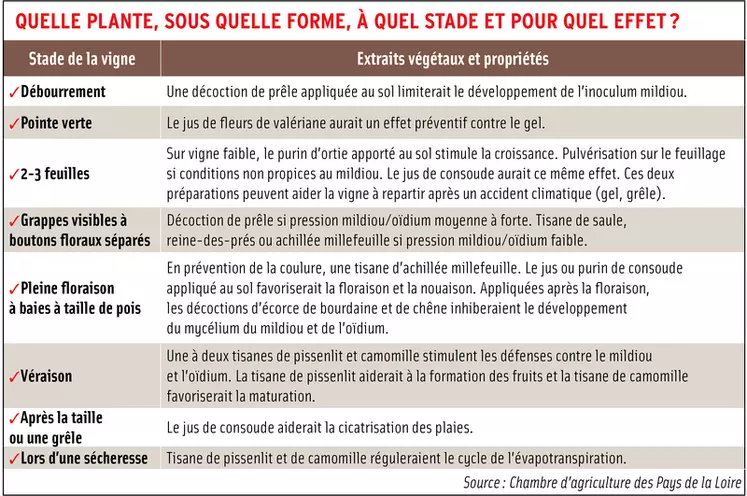 La phytothérapie en viticulture en pratique