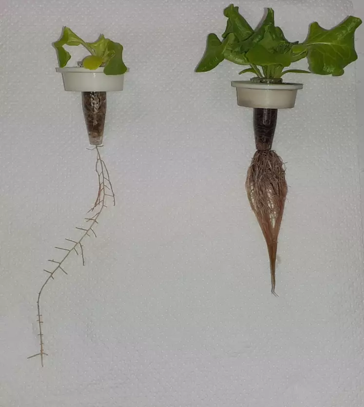Les plantes traitées avec des acides humiques et fulviques (à droite) présentent un meilleur développement et ont formé davantage de racines que les témoins non traités (à gauche).