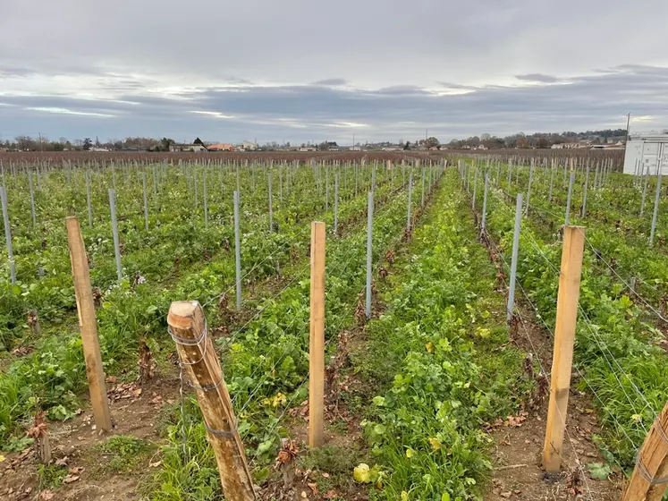 L'enherbement fait partie des pratiques culturales favorisant la captation de l'eau pluviale dans les vignes.