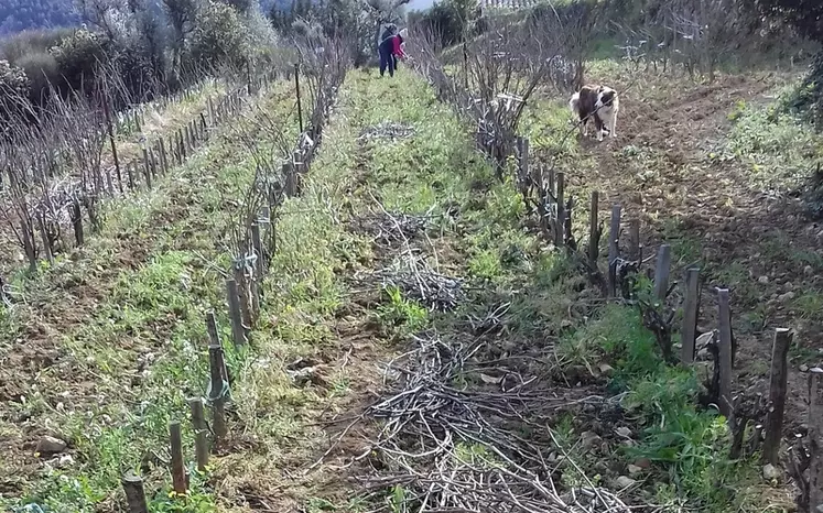 Une fois les parcelles prospectées et les ceps repérés, les bois de taille sont récupérés pour être conservés avant multiplication et greffage.