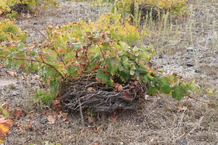 À Santorin, les vignerons conduisent les vignes en kouloura, ou « gobelet en couronne », qui consiste à tresser les sarments en couronne afin de les protéger du vent et du sable, et de réduire l’évapotranspiration. 