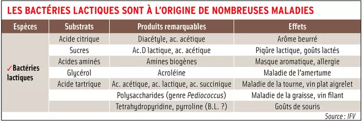 Les bactéries lactiques sont à l'origine de nombreuses maladies