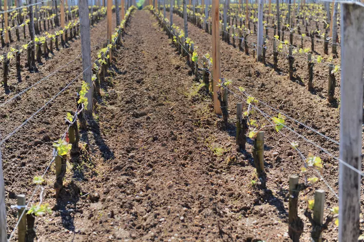 Une plantation réalisée dans les règles de l'art permet un bon enracinement et une meilleure résistance de la vigne aux aléas climatiques.