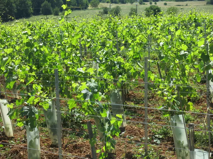 Parcelle de vigne en IGP charentais Saint-Sornin en Charente Reportage sur la relance de cette dénomination en mai 2020. 