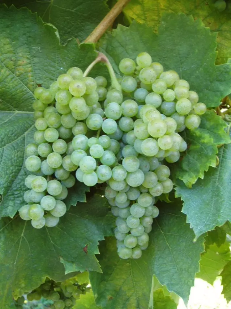 L’apport d’azote foliaire à la véraison permet de produire des vins blancs plus aromatiques.