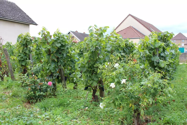 Les vignes à proximité d'habitations deviennent un véritable casse-tête à traiter.