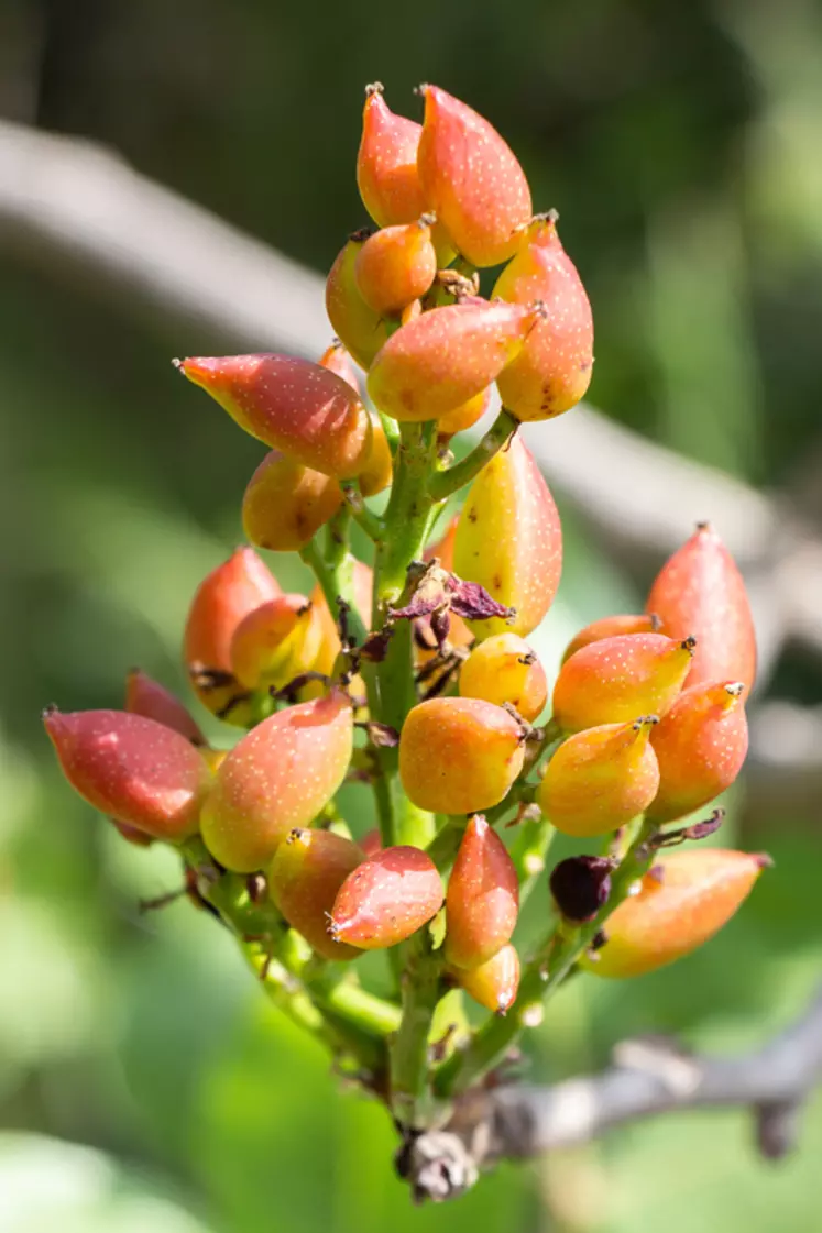 Le pistachier livre ses fruits à la même période que les vendanges. La récolte peut être mécanique ou manuelle.