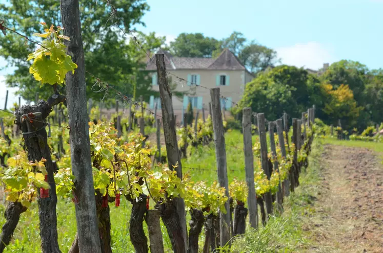 Le vignoble de Bergerac travaille sur quatre dénominations géographiques complémentaires. Celle de l'aire d'Issigeac pourrait être la première à aboutir.