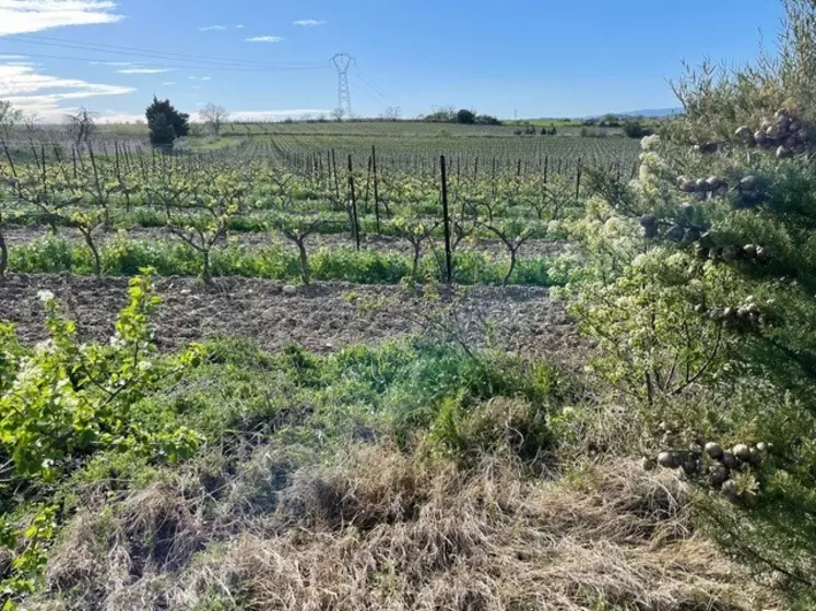Dans les vignobles Fabre, le tempranillo a été introduit par le grand-père. Ce cépage a été replanté récemment sur 2 hectares dans les Corbières.