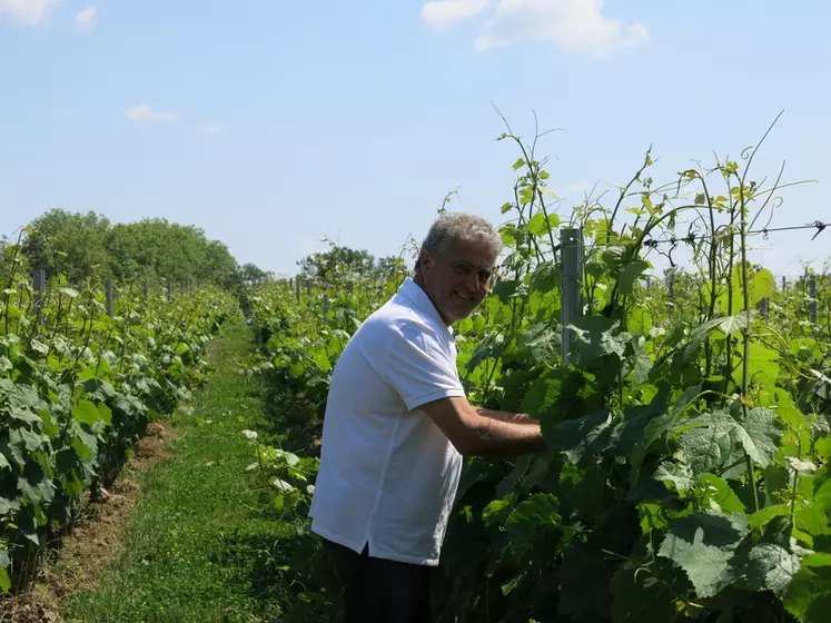 Au-delà de l'aspect financier, Stéphane Defraine estime que réduire la surface de vigne permet de diminuer la pression sur la production. 