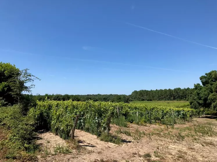Les vins élaborés au domaine de la Pointe sont vendus à 90 % localement. 