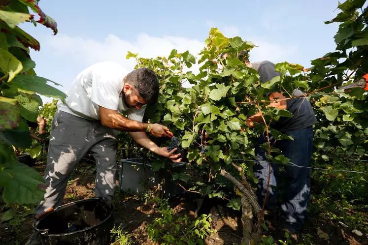 Vendanges en Champagne. Nombre de viticulteurs ayant du mal a trouver de la main d oeuvre lors des vendanges font appel a des prestataires de service qui proposent des ...