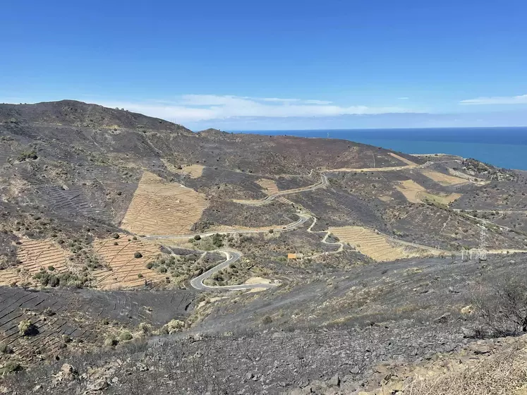 Vignes épargnées par le feu entourées de vignes abandonnées et friches brûlées à Collioure dans les Pyrénées Orientales.