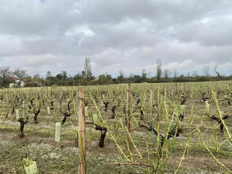 Vignoble détruit par le passage de la tornade et de la grêle dans le Cher.