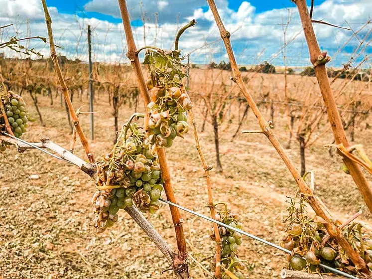 La grêle a touché des vignes du Gers.