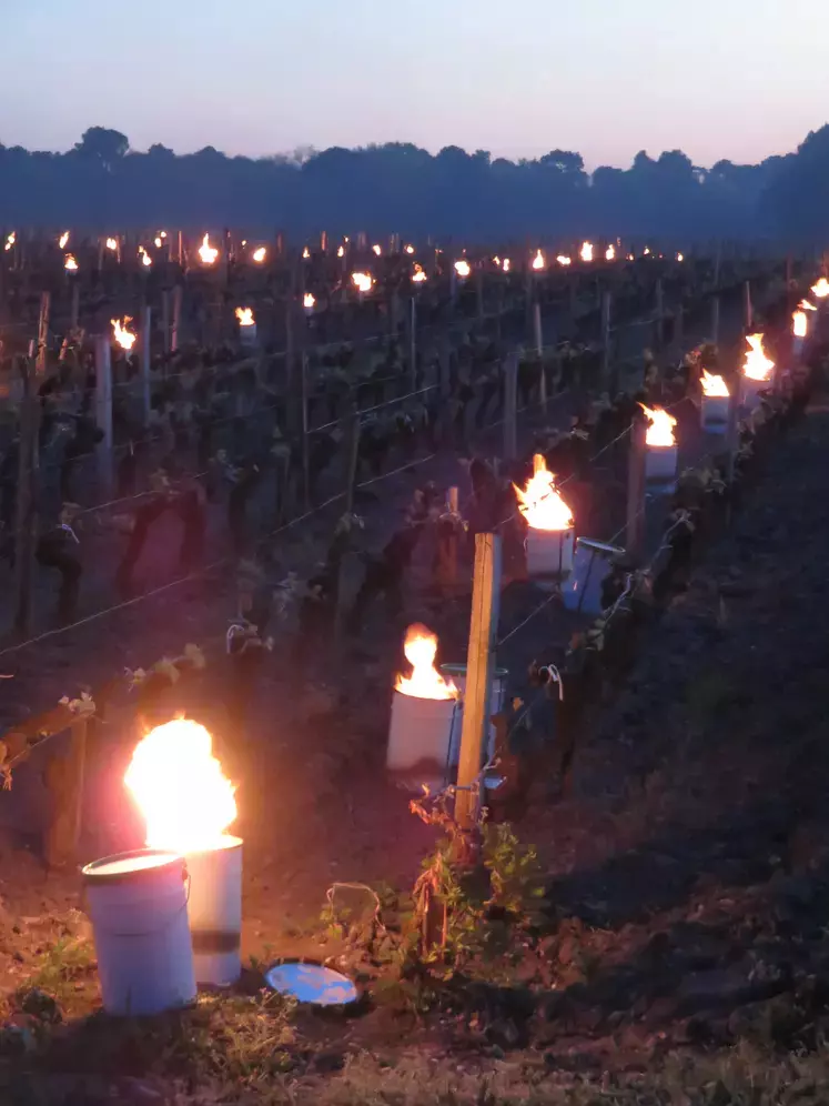 Les bougies luttent contre le gel de la vigne.