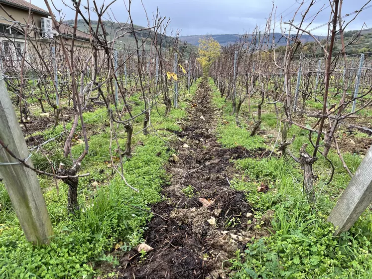 La vigne est taillée en hiver, entre novembre et mars.