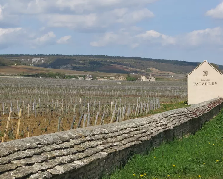 Les vignes de Côte-d'Or tirent toujours le marché du foncier vers le haut.