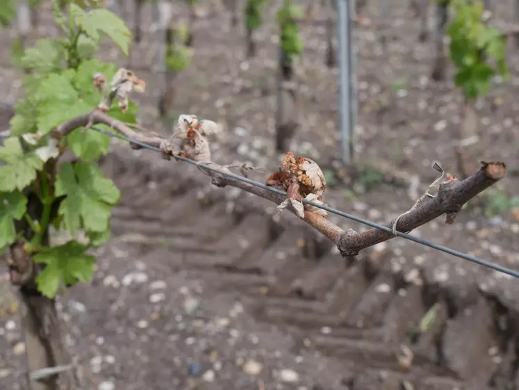 Le gel de la vigne occasionne des pertes de récolte.