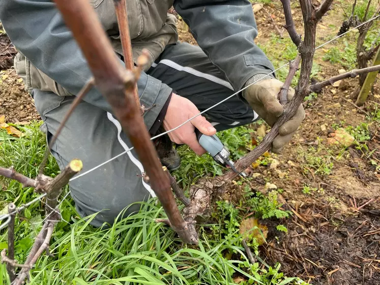 La taille de la vigne se réalise à l’aide d’un sécateur.