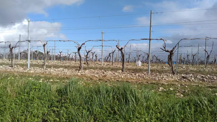 vignes en charente