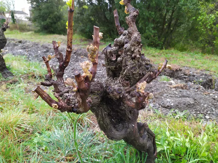 Lors d'un gel, certains bourgeons sont détruits, ce qui provoque des difficultés lors de la taille l'hiver suivant.